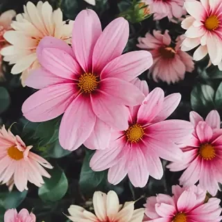 iphone flower wallpaper