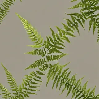 transparent fern png