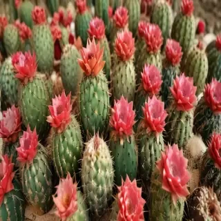 cactus fruit