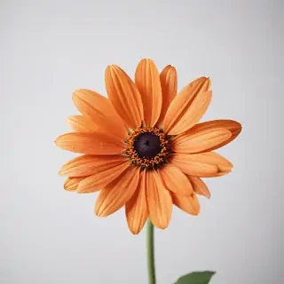 flower on white background