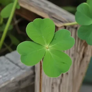 4 leaf clover