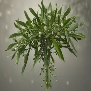 mistletoe png
