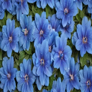 background blue flower
