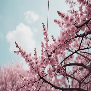 aesthetic wallpaper spring