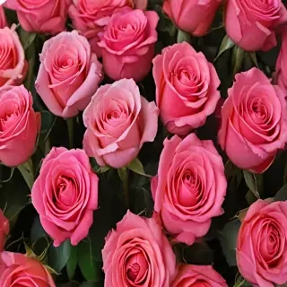 roses in background