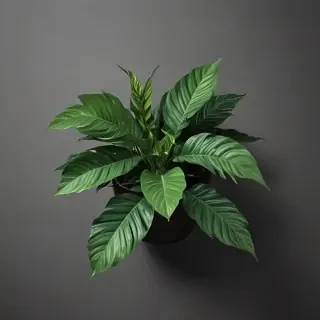plant phone wallpaper