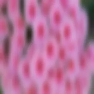 pretty flowers