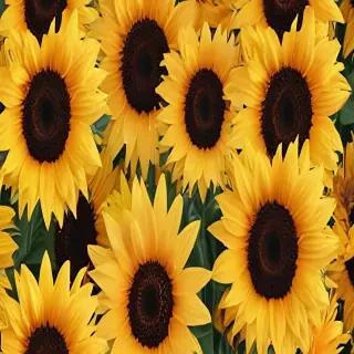 sunflower wallpaper iphone