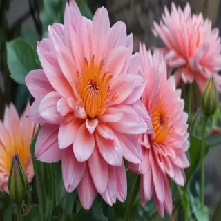 flower pictures to draw