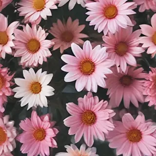 aesthetic flower pictures