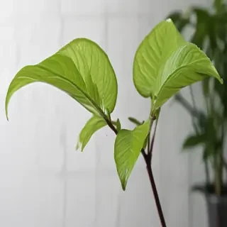 transparent plant
