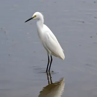 snowy egret