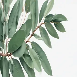 eucalyptus clipart black and white