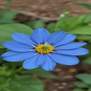 blue flower