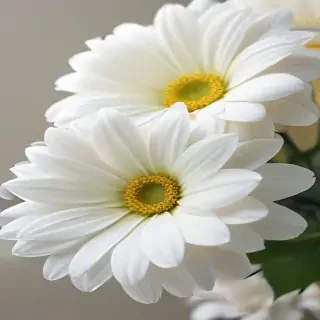 iphone white flower wallpaper