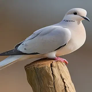 dove bird