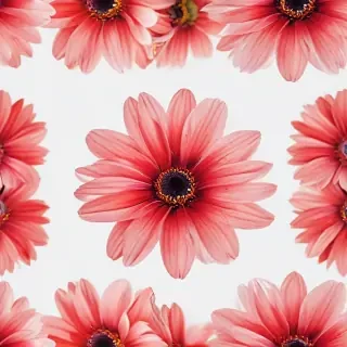 flower with white background