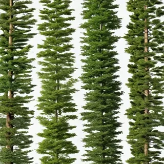 trees no background