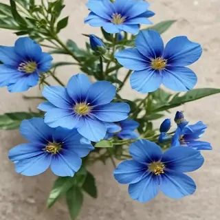 blue flowers transparent