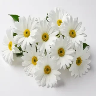 white flowers on white background