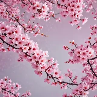 cherry blossom background wallpaper