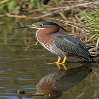 green heron