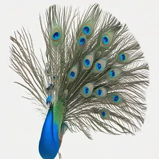 peacock feather png