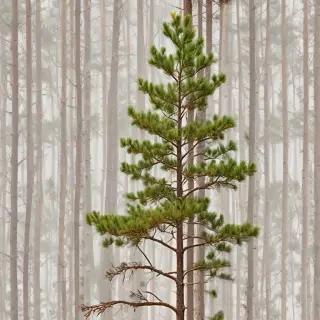 pine tree transparent