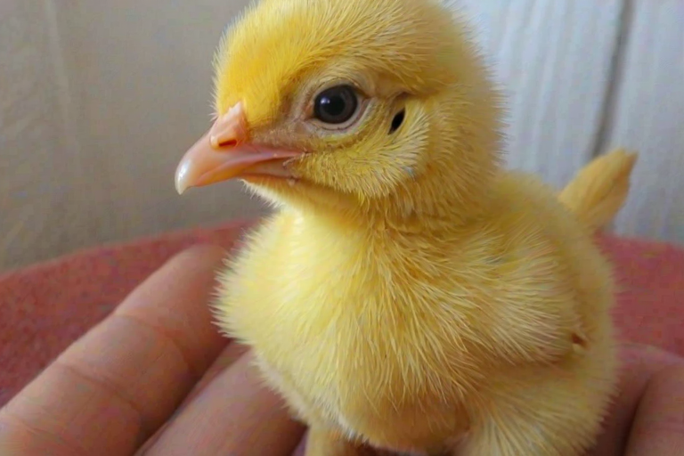 baby chicken