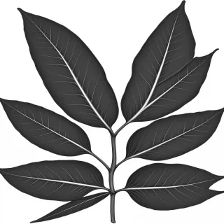 black and white clipart leaf