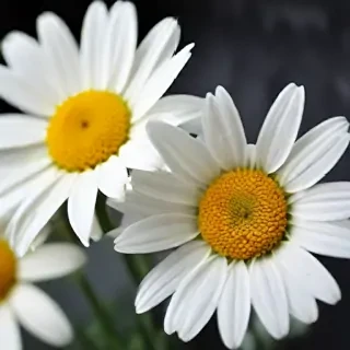 daisy background wallpaper