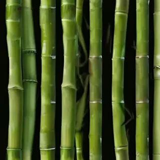 bamboo png