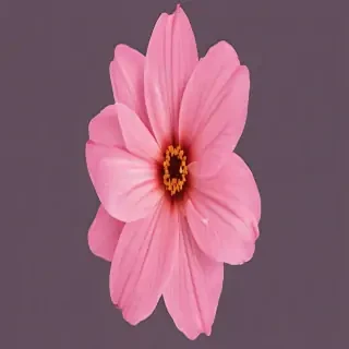 pink flower png