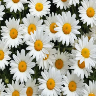 daisy background wallpaper