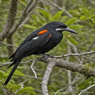 florida birds