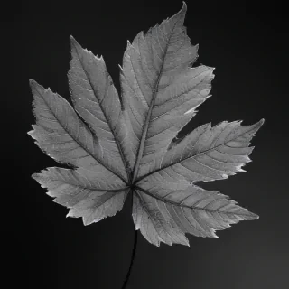 leaf images black and white