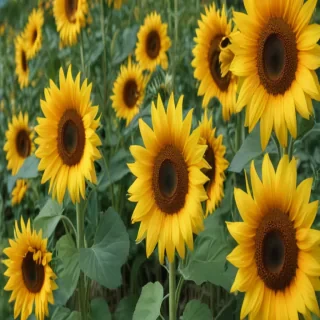 sunflowers aesthetic