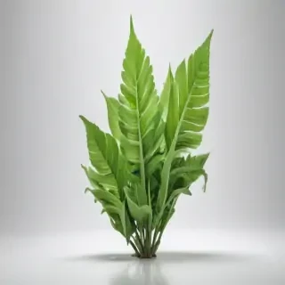 green on white background