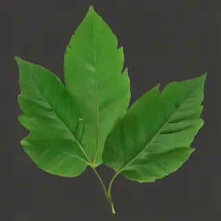 green leaf png