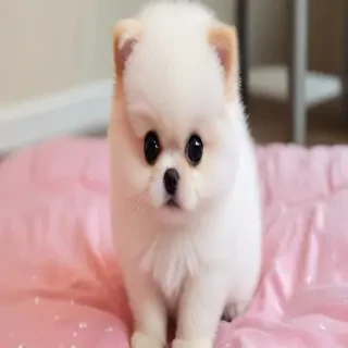 cute cute pic