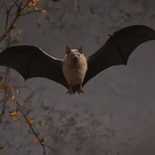 images of halloween bats