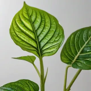 transparent plant