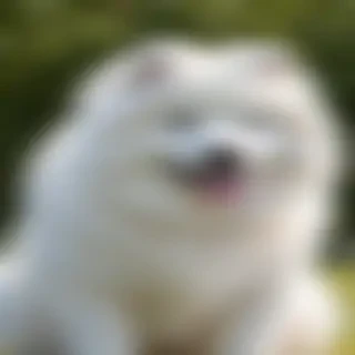 samoyed dog