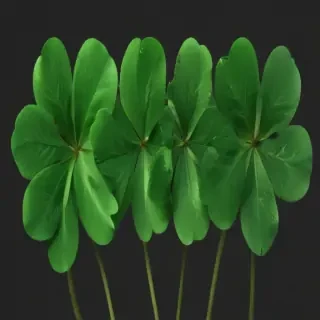 4 leaf clover png
