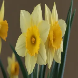 daffodil flower