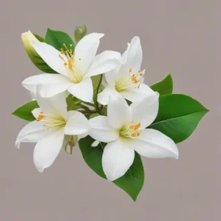 jasmine flower png