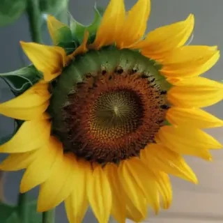 aesthetic sunflower