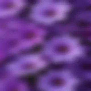 purple flowers background