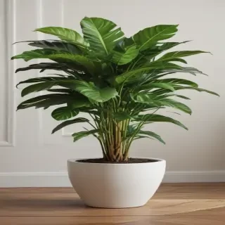 house plant png