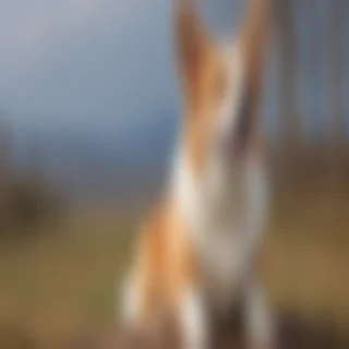 corgi png